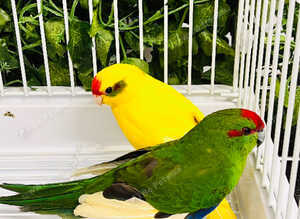 Stunning baby Kakriki parrot