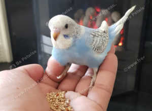 Hand Tamed Budgies