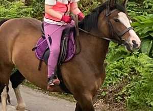 Pretty welsh reg Mare