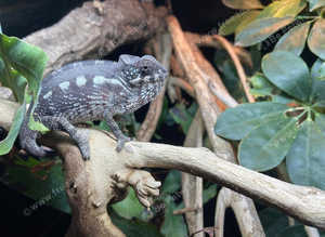 SOLD - One Day Only Advent Offer - Male Nosy Boraha Panther Chameleon - Check out our web site daily for further Advent Offers