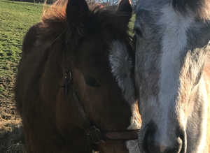 Chestnut colt