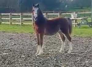 SECTION C FILLY