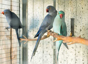 Stunning baby blue indian ringnick parrot
