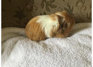 Male and female baby guinea pigs
