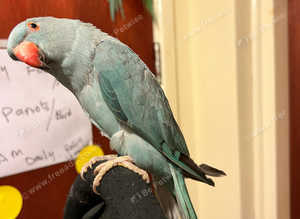 Stunning baby blue Indian ringnick parrot