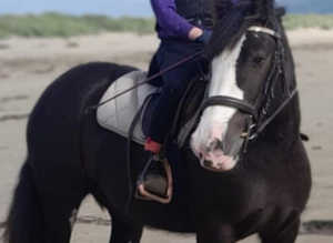 13.2 hh Mare, Molly, safe, fun, happy hacker preferred, much loved, 8 year old