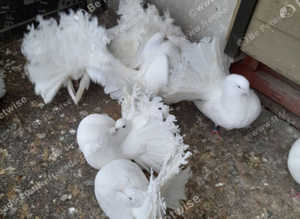 PURE WHITE FANTAIL DOVES/PIGEONS