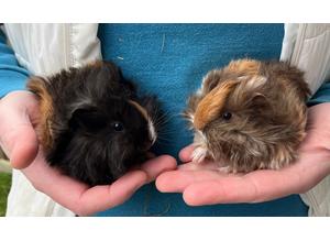 Bonded pair of Male Guinea Pigs