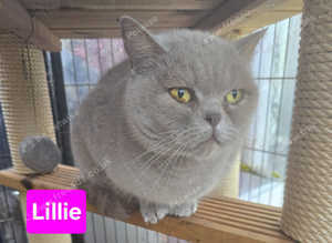 Lilac British Shorthair