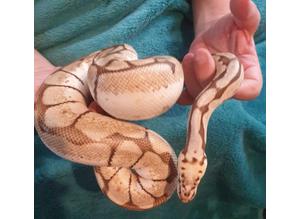 Beautiful looking ball python
