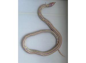 Albino striped California king snake female cali king