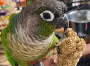 Stunning young conure parrot