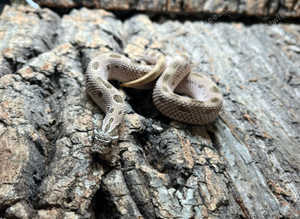 Arctid Conda het Lavender Western Hognose at Birmingham Reptiles
