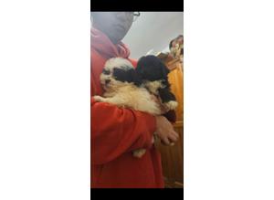 Toy poodles  puppies  for sale