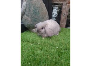 Seal point mini lops and lion lop baby rabbits