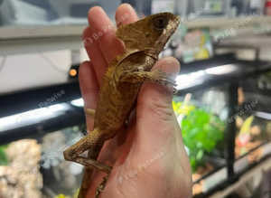 Female Hernandez Helmeted Iguana