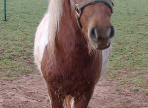Miniature Shetland colt