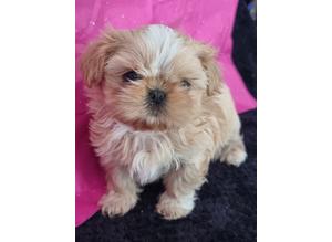 KC registered  very tiny imperial  Shihtzu only boy and girl available