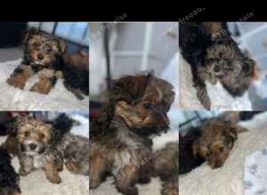 Yorkshire terrier puppys
