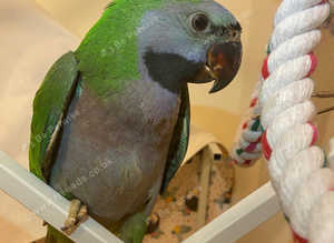 Stunning young darbyan parrot