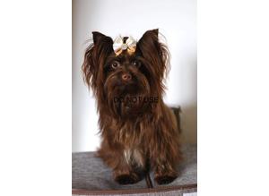 Chocolate Yorkshire terrier for stud