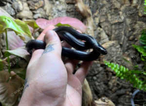 Mexican Black King Snake