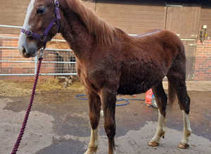 Lovely Flashy Irish Draught Colt