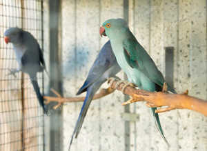 Stunning young blue Indian ringnick parrot