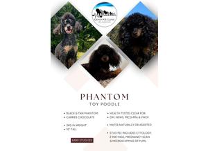 PHANTOM - KC reg black and tan Toy Poodle stud.