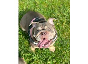 SMALL ENGLISH WELL KNOW FEMALE BULLDOGS