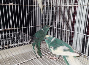 Last years kakarikis
