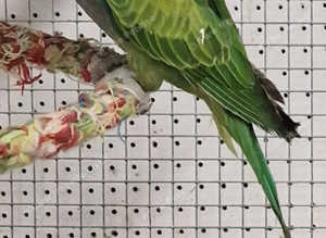 Baby Derbyan Parrots