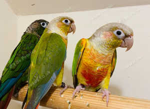 Stunning baby conure parrot for sale
