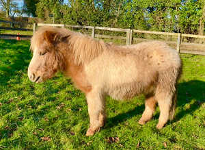 SSTC -A Gorgeous Pintaloosa