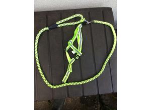 Fluorescent small dog leash and harness