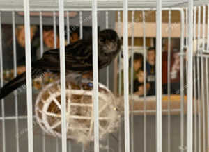 hen red/black for sale