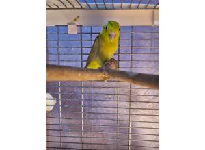 Male parrotlets for sale