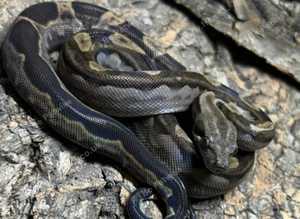Motley CA Dwarf Boa 66% het RDR Anery /Nic T+