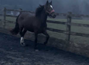 Registered WPB mare
