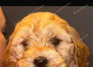 Cockerpoo
