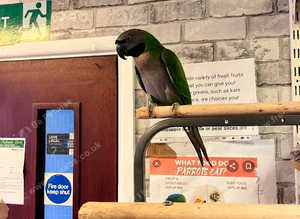 Beautiful young derbayn parrot