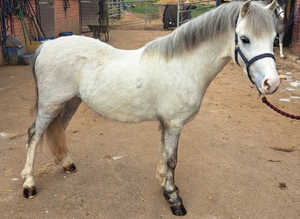 Lovely Welsh A Gelding