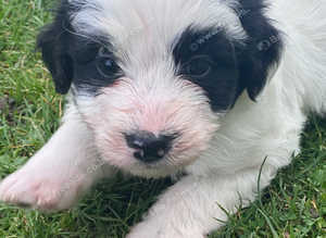 Beautiful litter of Bordoodle pups viewings welcome