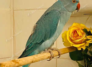 Baby blue Indian ringnick parrot
