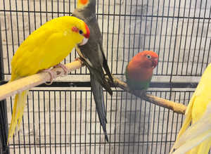 Very beautiful young birds for sale