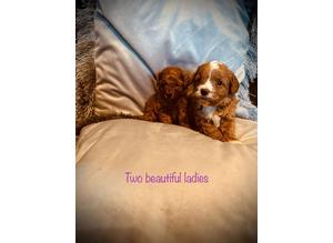 F1B TOY cavapoos for sale only 3 left
