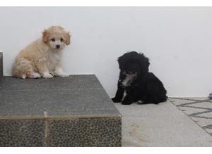 Stunning Cavapoochon puppies for sale