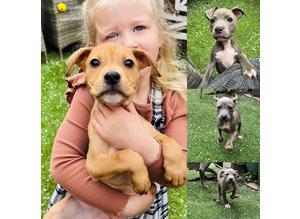Reduced!! Stunning coloured litter 9week old ready to leave