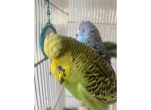 3 young budgies