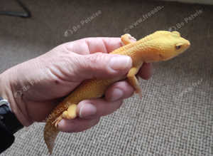Leopard gecko orange type